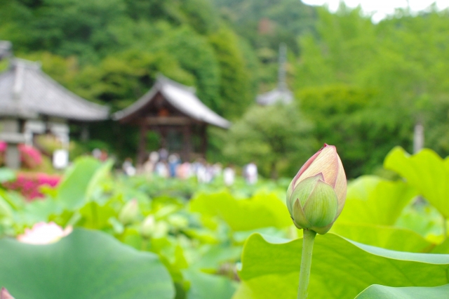 三室戸寺　蓮